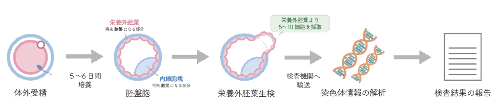 PGT-AおよびPGT-SRの検査の流れについてご説明しております。